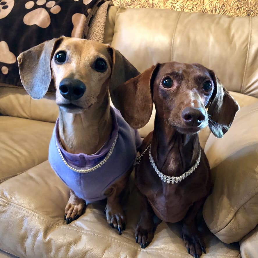 doxies in pottery studio in Fort Walton Beach
