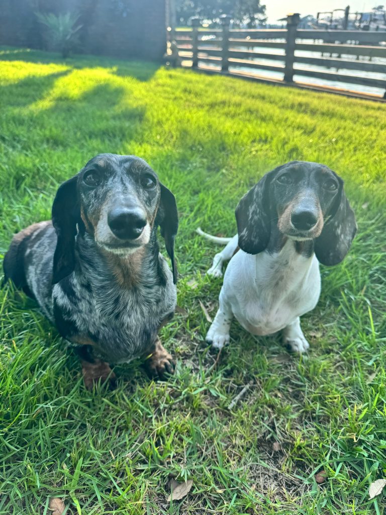 pottery studio dachshunds